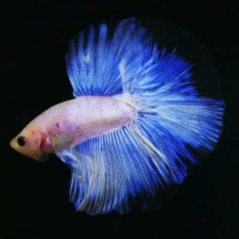 If we don't, ask away in the giving your betta living food is a very natural, healthy option for your fish, but it can also pose a risk. White and Blue Halfmoon Betta For Sale - Center of betta ...