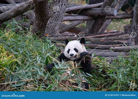 Cute Panda Biting And Chewing Fresh Bamboo Branches In Forest Stock