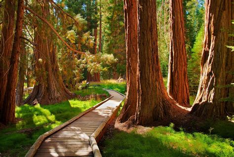 The 20 Most Beautiful Forests In America Beautiful Forest National
