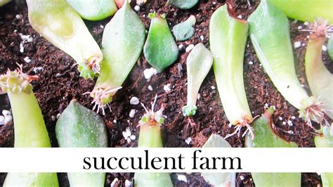 The name cacti or cactus has been adopted by the masses as the universal term to describe succulent plants. How To Propagate Succulents Like A BOSS! - YouTube