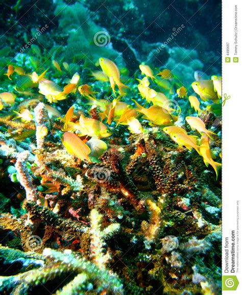 Tropical Coral Reef Fish Royalty Free Stock Photography