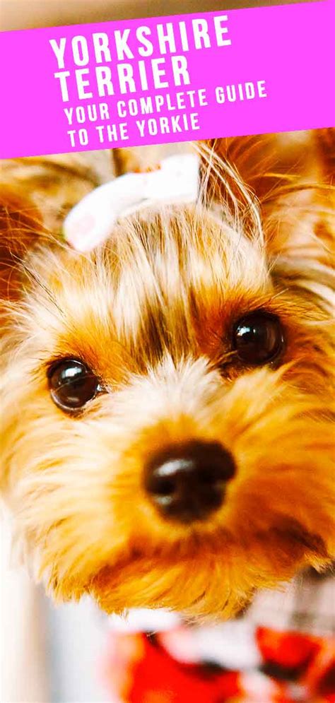 Yorkie Breed Guide