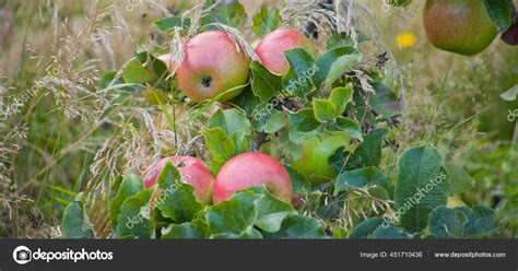 Old Traditional Varieties Apple Trees Orchard Rivers Early Peach Early