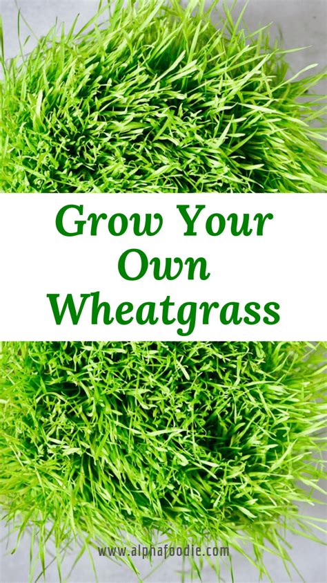How To Grow Wheatgrass At Home With And Without Soil Growing Wheat