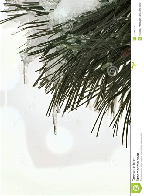 Melting Snow On A Pine Tree Leaves Stock Image Image Of Nature