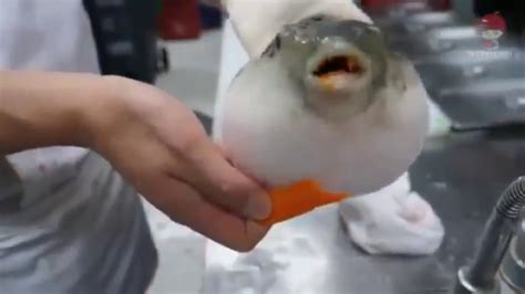 Pufferfish Eating A Carrot Youtube