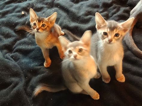 The donskoy cat is a breed of cat known also by several other names including the don sphinx, russian donskoy, russian hairless and don hairless, is a unique breed of cat that is a great. Abyssinian kittens for sale. | York, North Yorkshire ...