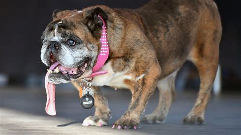 Zsa Zsa The English Bulldog ‘worlds Ugliest Dog Dies At 9 The New