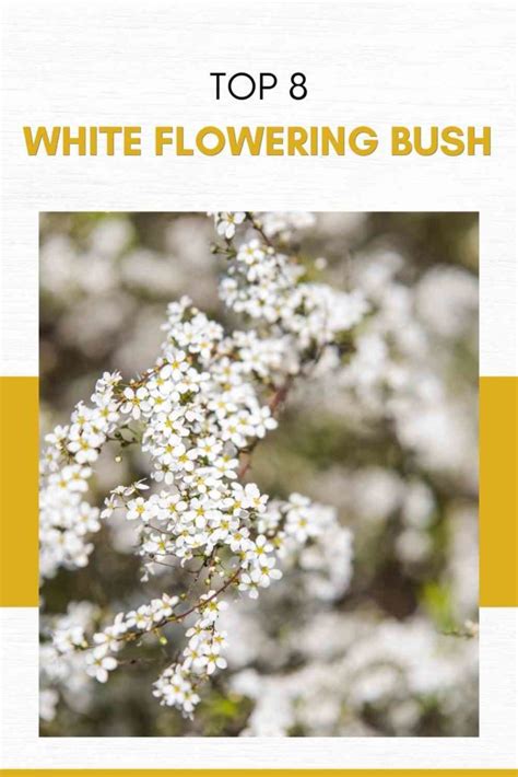 Top 8 White Flowering Bush For Garden Lovers Expert Suggestions