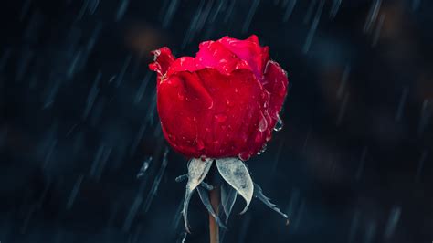 If you are looking for 4k rose wallpaper download you have come to the right place. Download wallpaper 3840x2160 rose, rain, drops, moisture ...