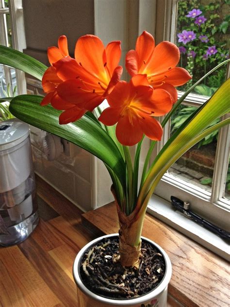 House Plant With Orange Flowers