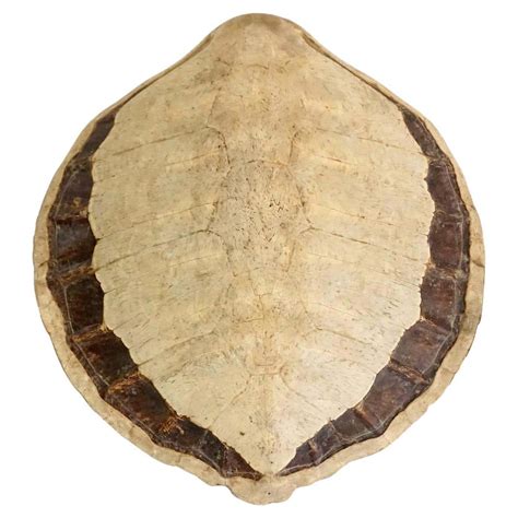 Giant Sea Turtle Carapace Or Shell 19th Century At 1stdibs