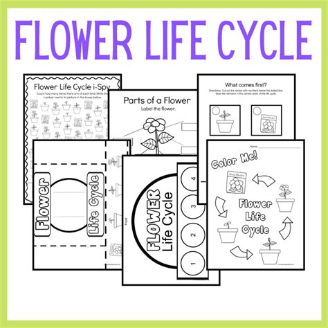 Study The Life Cycle Of Aflower For Kids