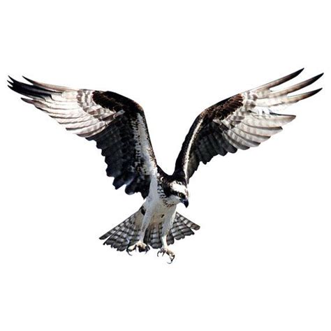 Osprey In Flight Wall Decal 134 Wide X 83 Tall By Wilsongraphics 9