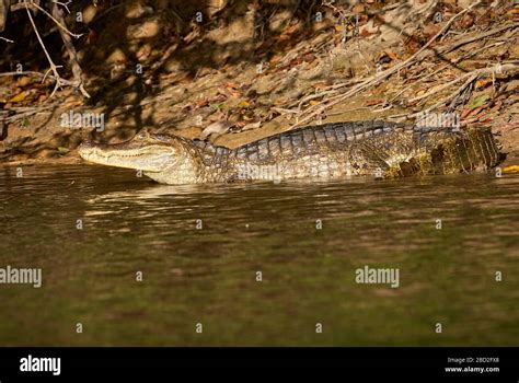 Common Caiman Lying In The Sun Caiman Crocodilus Llanos Venezuela