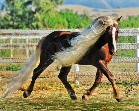 Black Forest Horse Stallion Horses Beautiful Horses Beautiful