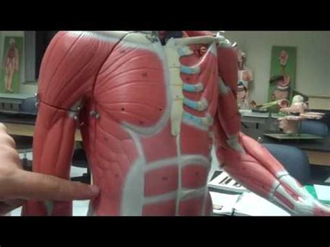 Third, the muscles of the torso do not move just the torso (vertebral column and rib cage) but also the shoulder girdle, which includes the scapula bones and clavicles, as well as the upper arms (humerus bones). Part 7 - Muscles of the human body - YouTube
