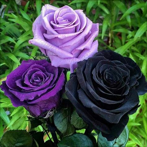 Pin By Стефка Василева On рози Beautiful Rose Flowers Unusual