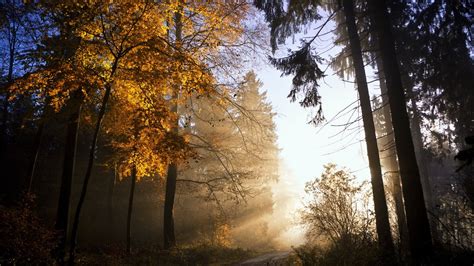 Wallpaper Autumn Trees Leaves Sunlight 1920x1200 Hd Picture Image