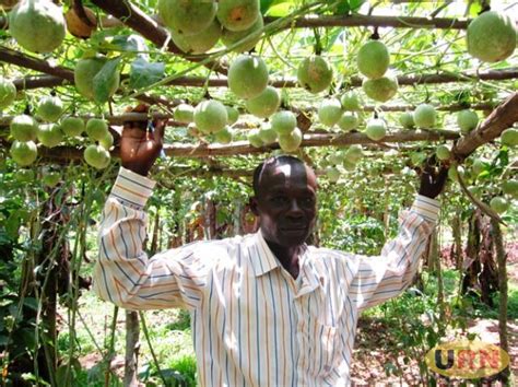 Aloysias Kibila A Passion Fruit Farmer In Kabila In His Plantation