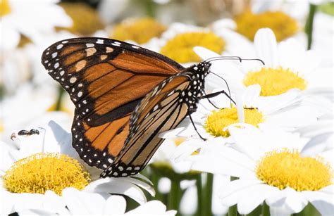 Monarch Butterfly On Daisy Flowers Grass Lake Michigan Ksblack99