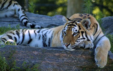 Siberian tiger siberian tigers are the largest of all tigers, as well as the largest of all the big cats. Best Tiger HD Desktop Background | HD Wallpapers
