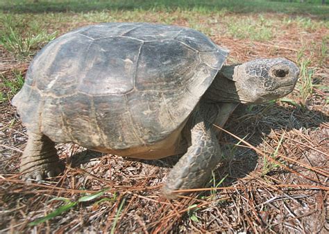 Gopher Tortoises Have Been Denied Protection Under The Endangered