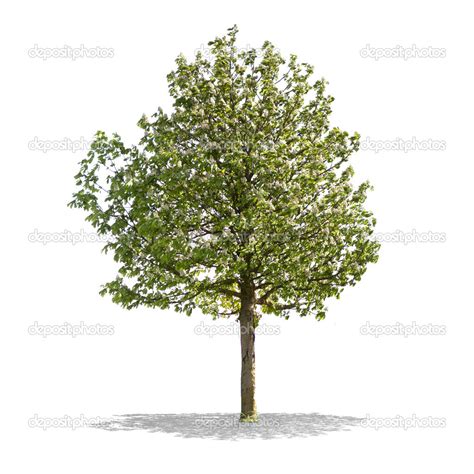 Beautifull Green Tree On A White Background In High Definition Stock