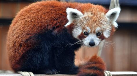 Puy De Dôme Lun Des Deux Pandas Roux Du Parc Animalier Dauvergne A