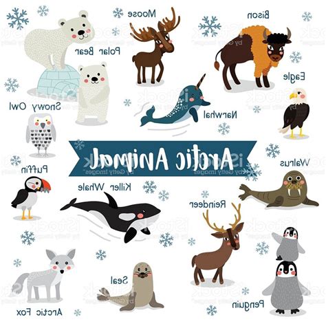 Arctic Animal On White Background With Animal Name Vector