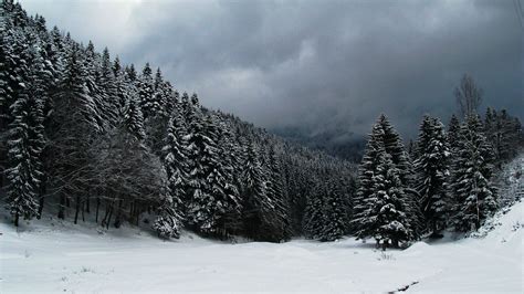 Dark Snowy Forest Wallpaper Images And Pictures Becuo