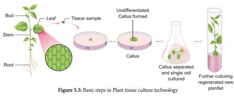 Introduction Plant Tissue Culture