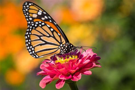 4k Monarch Butterfly Sfondi Sfondo