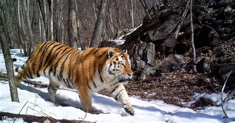 한국 조선의 호랑이의 멸절에 대한 이야기 Extinction Of Korean Tiger Siberian Tiger