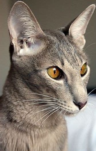oriental shorthair cat cat breeds encyclopedia