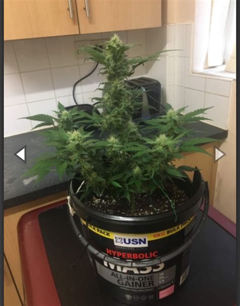 Buy Stardawg Auto Cannabis Seeds Fast Buds 2