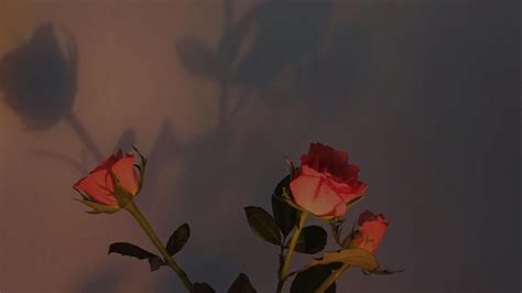 Aesthetic Roses Desktop Wallpapers Wallpaper Cave