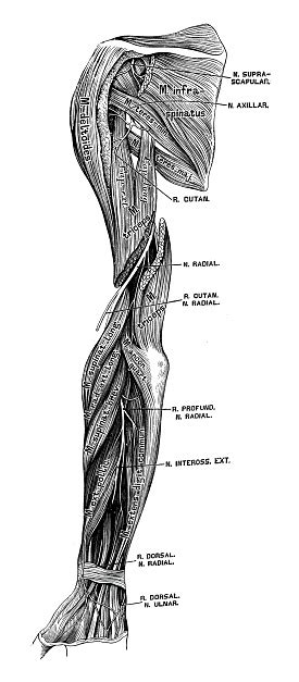 Human Anatomy Scientific Illustrations Arm Nerves Stock Illustration