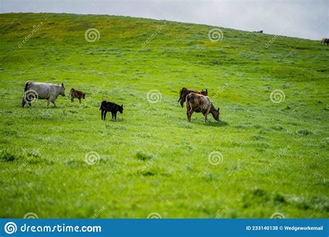 Speckle Park Murray Grey Angus Cows And Calf Grazing On Lush Pasture