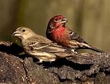 Difference Between House Finch And Purple Finch Images