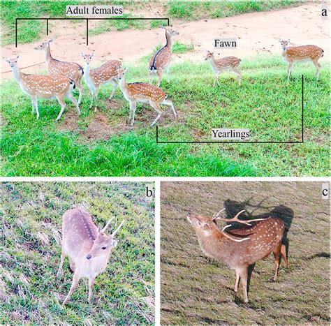 The Appearance Of Different Sexage Classes Of The Sika Deer In Uavs