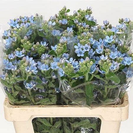 Oxypetalum Coeruleum Cm Wholesale Dutch Flowers Florist Supplies