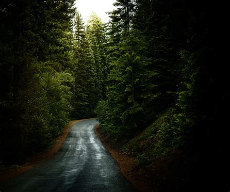 4k Free Download Asphalt Road Surrounded By Green Leafed Trees Hd