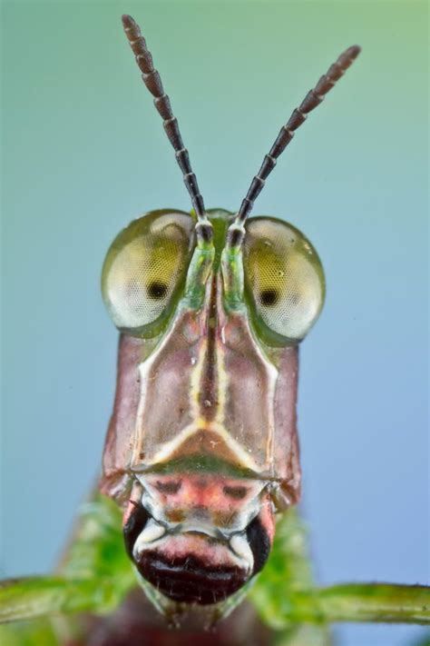 10 most amazing insect faces by colin hutton