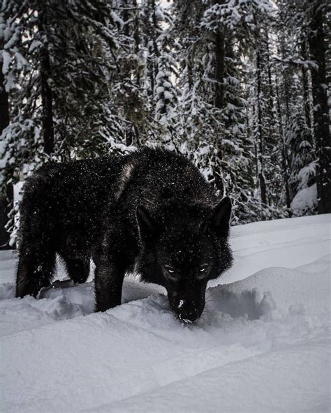 North American Black Wolf Damnthatsinteresting
