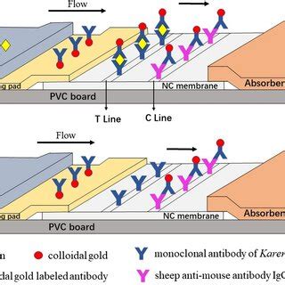 Schematic Diagram Of Colloidal Gold Immunochromatographic Test Strip Of