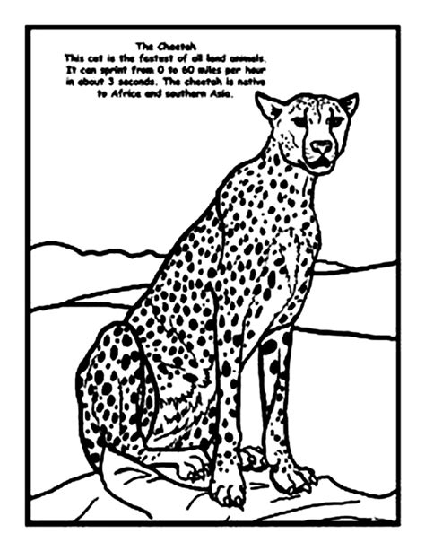 Cheetah Coloring Pages Coloring Nation