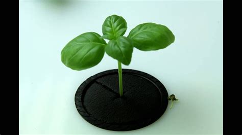 30 Day Basil Time Lapse Youtube