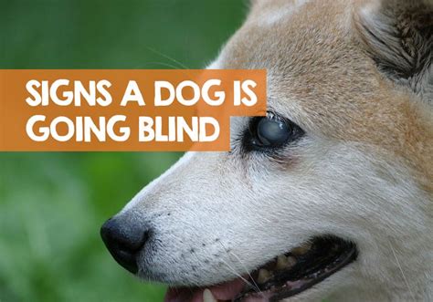 Can A Blind Dog Regain Sight