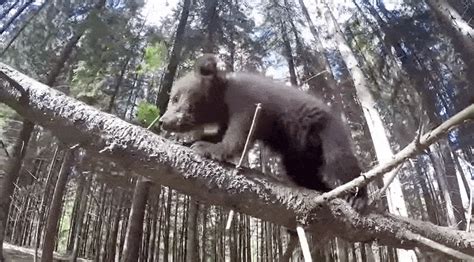 Watch Rescued Bear Cubs Play Outdoors For The First Time Ever